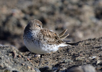white-rumped sandpiper (calidris fuscicollins) on the atlantic coast, argentine Patagonia