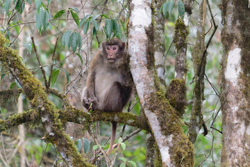 A brown monkey seat on the branch in the forest