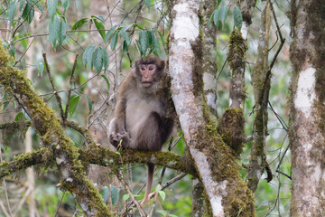A brown monkey seat on the branch in the forest