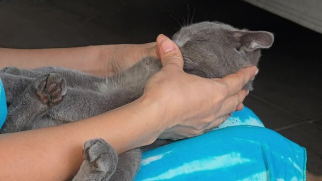 The hands of a cat-loving woman caressing and massaging a British Shorthair cat on her lap