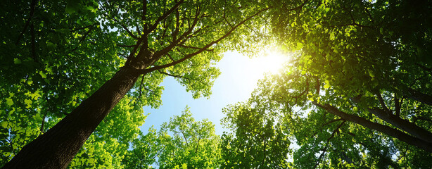 Fototapeta premium Bright sunlight filtering through lush green leaves in forest canopy