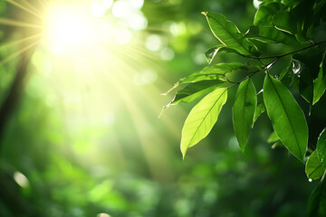 Obraz premium Lush green leaves illuminated by sunlight in vibrant rainforest