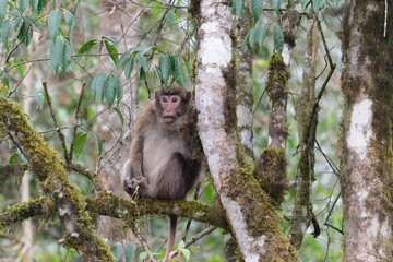 A brown monkey seat on the branch in the forest