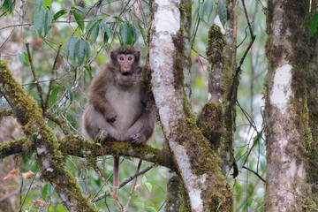 A brown monkey open her mouth and seat on the branch in the forest