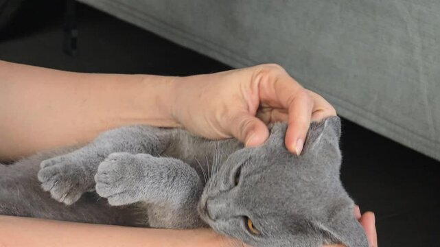 Young asian woman petting the tabby cat