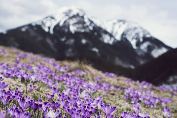 Dolina Chocholowska with blossoming purple crocuses or saffron flowers,Tatra mountains, Poland. © Roxana