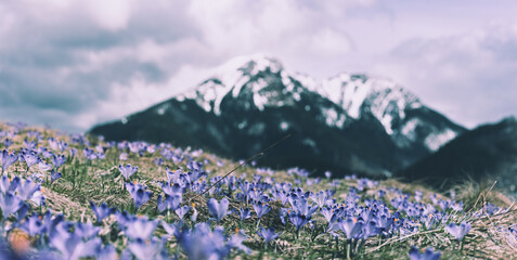 Dolina Chocholowska with blossoming purple crocuses or saffron flowers,Tatra mountains, Poland. © Roxana