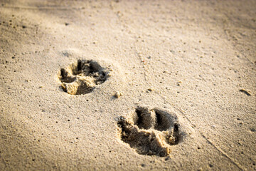 close-up of paw prints in the sand. beach vacation lifestyle. holiday with dog background. dog-friendly travel theme. man's best friend.