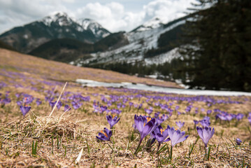 Dolina Chocholowska with blossoming purple crocuses or saffron flowers,Tatra mountains, Poland. © Roxana