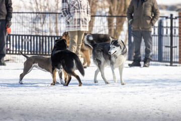 Naklejka premium Dogs playing in a dog park while people stand around