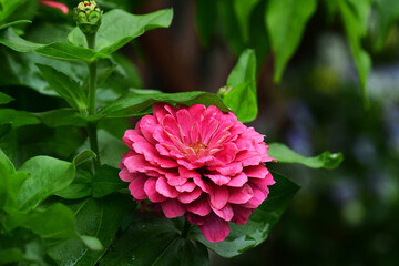 濃いピンクのジニアの花のアップ