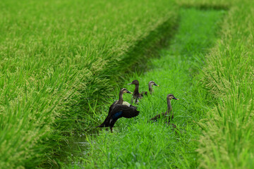 田んぼの中で羽を広げるカモ