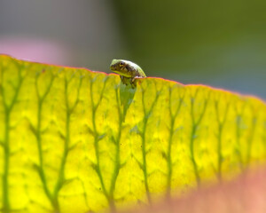 Tiny frog clinging to the edge of a lily pad 