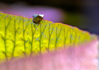 Tiny frog clinging to the edge of a lily pad 