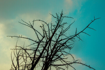 하늘과 나무의 모습