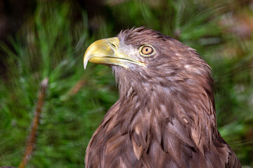 Portrait of a white tailed sea eagle