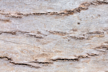 Obraz premium Natural wood background texture 