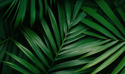 Lush Green Tropical Palm Leaves on Dark Background