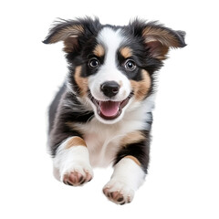 puppy jumping in excitement
