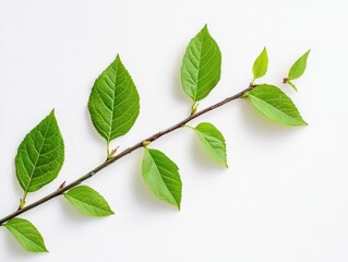 Fototapeta premium Delicate leaves in the corner of a white gray background