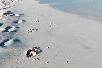 close-up of paw prints in the sand. beach vacation lifestyle. holiday with dog background. dog-friendly travel theme. man's best friend. zoomies on the beach.