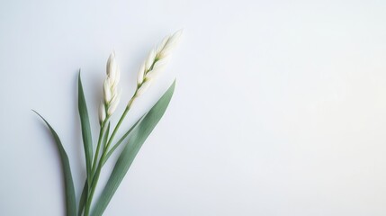Fototapeta premium Delicate blossoms or flowers in the corner of a white gray background