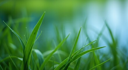 Obraz premium Open Meadow Distant Horizon