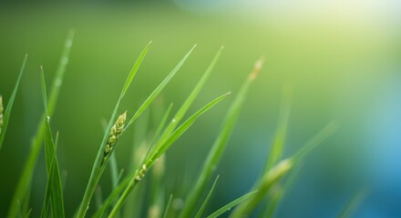 Obraz premium Dewy Tall Grass Morning