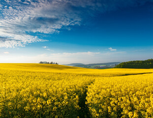 Obraz premium Generated image 菜の花畑