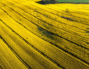 Fototapeta premium Generated image 菜の花畑