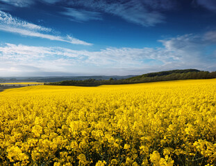 Obraz premium Generated image 菜の花畑