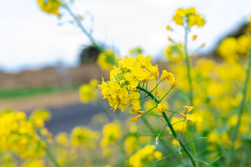 春の植物　菜の花　花　Spring plants, rape blossoms, flowers