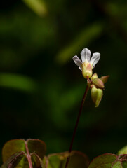 Macro de fleurs sauvages en milieu tropical