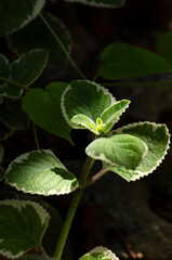 Gros plan de gros thym, Plectranthus amboinicus