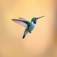 Fototapeta premium hummingbird on the air