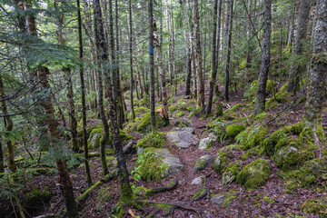 Mount Zeeland Trail in the White Mountains, New Hampshire