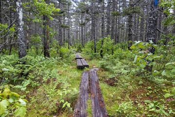 Mount Zeeland Trail in the White Mountains, New Hampshire