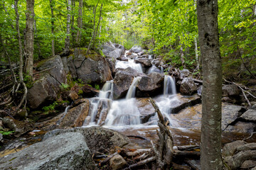 Obraz premium Mount Zeeland Trail in the White Mountains, New Hampshire