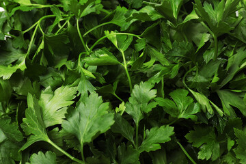 Fresh parsley leaves as background, closeup view