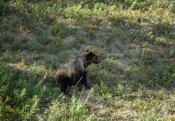 Grizzly Bear (Ursus arctos horribilis) cub in Beartooth Mountains, Wyoming