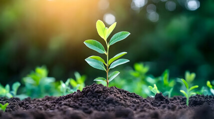 Vibrant Green Seedling Emerging from Rich Soil, Illuminated by Warm Sunlight, Representing Growth and New Beginnings in Nature's Embrace.