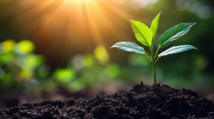 A sprightly plant emerges from a rugged, dark-brown soil mound, its delicate form reaching toward the right, capturing growth's tender embrace