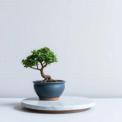 A small bonsai tree