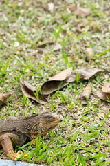Injured Iguana Resting on Concrete