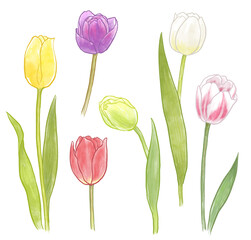 チューリップのイラスト