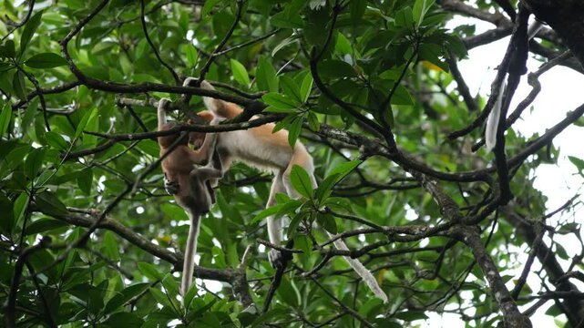 Proboscis Monkey playing. The proboscis monkey (Nasalis larvatus) or long-nosed monkey is an arboreal Old World monkey with an unusually large nose, a reddish-brown skin color and a long tail.