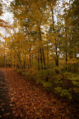 Obraz premium autumn in the park