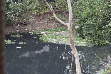 small stream polluted wastewater chemicals industrial waste destroy living environment