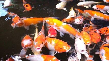 A group of colorful koi fish swim in a clear pond, creating ripples on the water's surface.