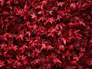 Crimson Canopy, A Dense Tapestry of Deep Red Acer Palmatum Leaves